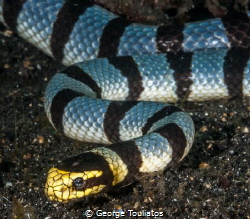 Sea Snake!!! by George Touliatos 